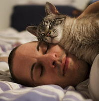 Cat sleeping on man